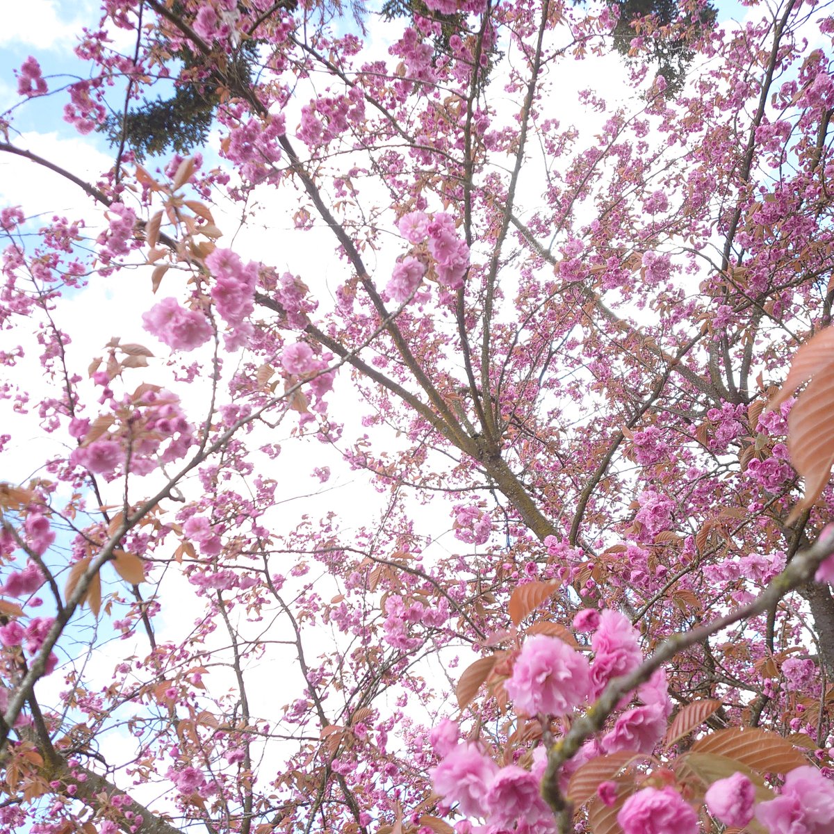 We had a respite in the last three days of April snow and hail here in Portland. I took advantage of the sunshine to visit and reminisce under these beautiful cherry blossoms, so special to me, near my house.
