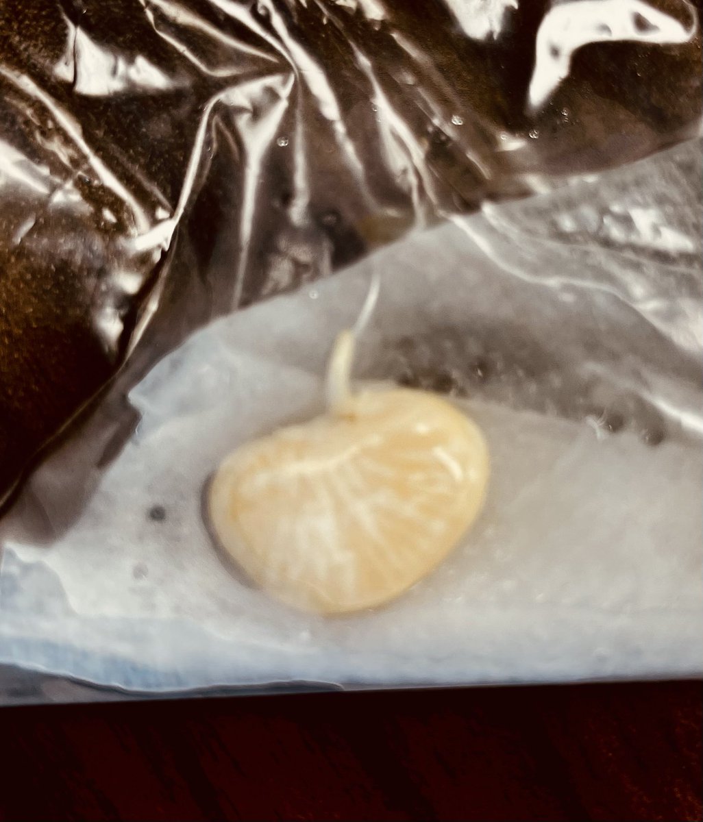 Poni3kj's tweet image. DCEKBears - Plant Life Cycles. We have our first Beanie Baby on Day 1. #DCEKBearsfun. #CISDScienceRocks