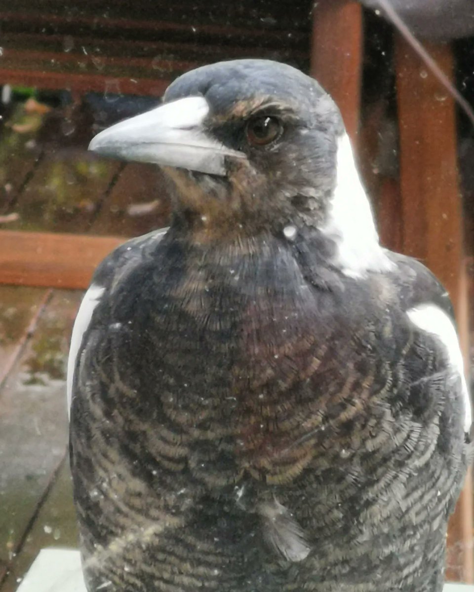 SteveAsh7's tweet image. First Aussie bird life - as spotted from the kitchen! An Australian magpie and (I think) a crimson rosella.
-
#birds #aussiebirds #bowral