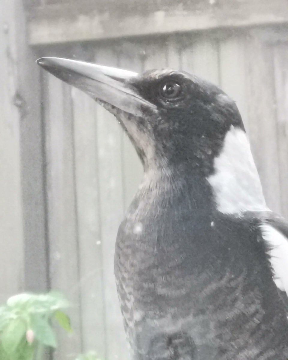 SteveAsh7's tweet image. First Aussie bird life - as spotted from the kitchen! An Australian magpie and (I think) a crimson rosella.
-
#birds #aussiebirds #bowral