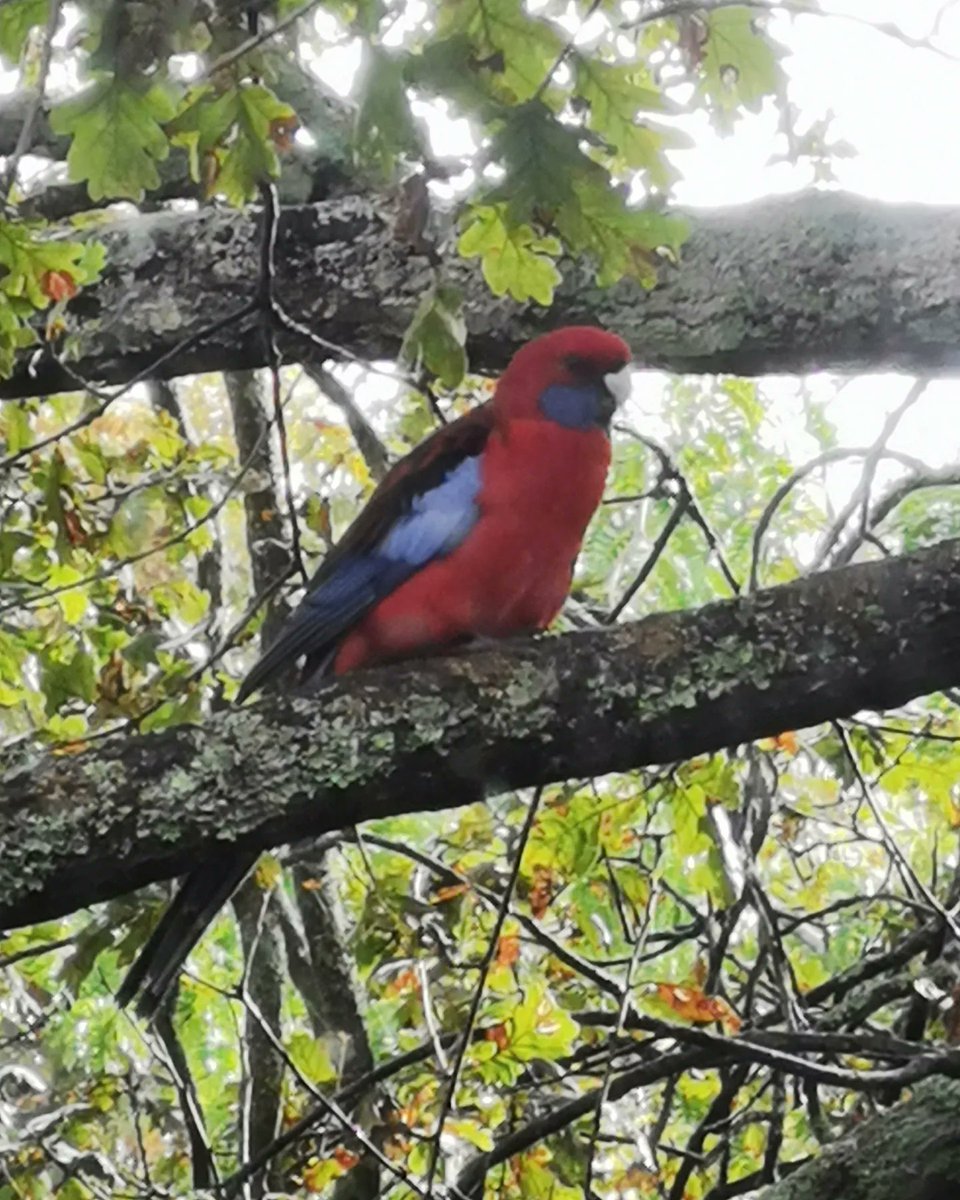 SteveAsh7's tweet image. First Aussie bird life - as spotted from the kitchen! An Australian magpie and (I think) a crimson rosella.
-
#birds #aussiebirds #bowral