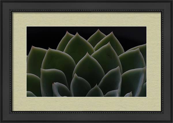 Angel617Liz's tweet photo. https://t.co/9uhqL8bXxe 🪴 Visual Relaxation
#EcheveriaElegans #Nature #Plants #Succulents #VisualRelaxation #HomeDecor #Lifestyle #NaturePhotography https://t.co/cRucC9j3nF