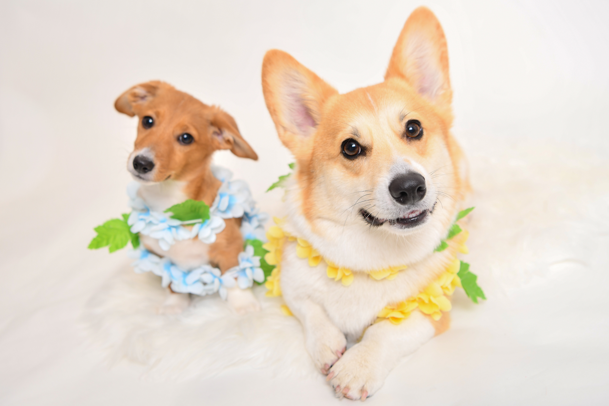 安心の定価販売 ぷりぷりコーギー 様専用 信頼 Www Vinademar It