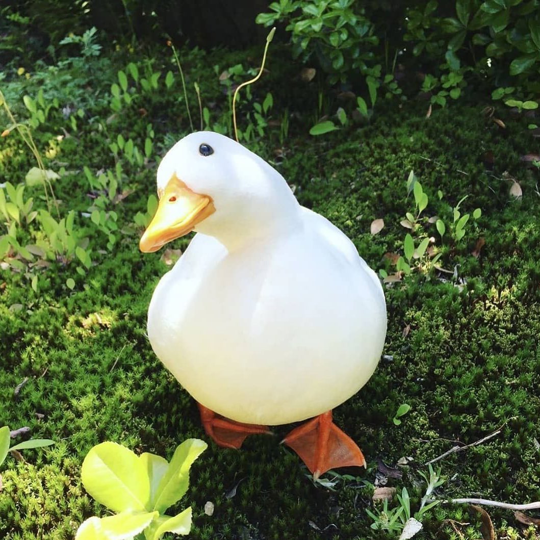 daily_quack's tweet photo. #DailyQuack 45 https://t.co/YM8RPRvr4I