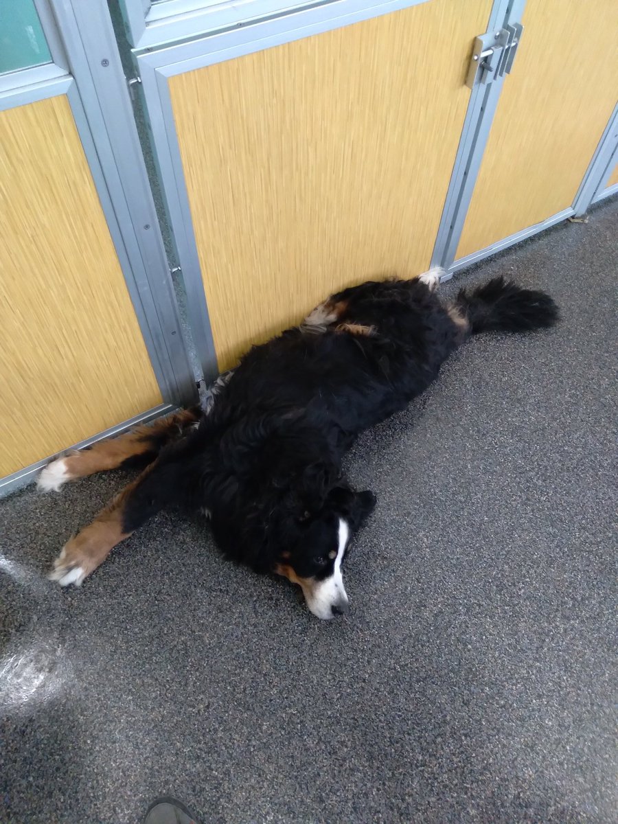 Bella the Bernese is lying in a lateral half-sploot with full extension off the wall. She is a master of comfort. 

#dogsoftwitter #dogs #DogTwitter #doggydaycare