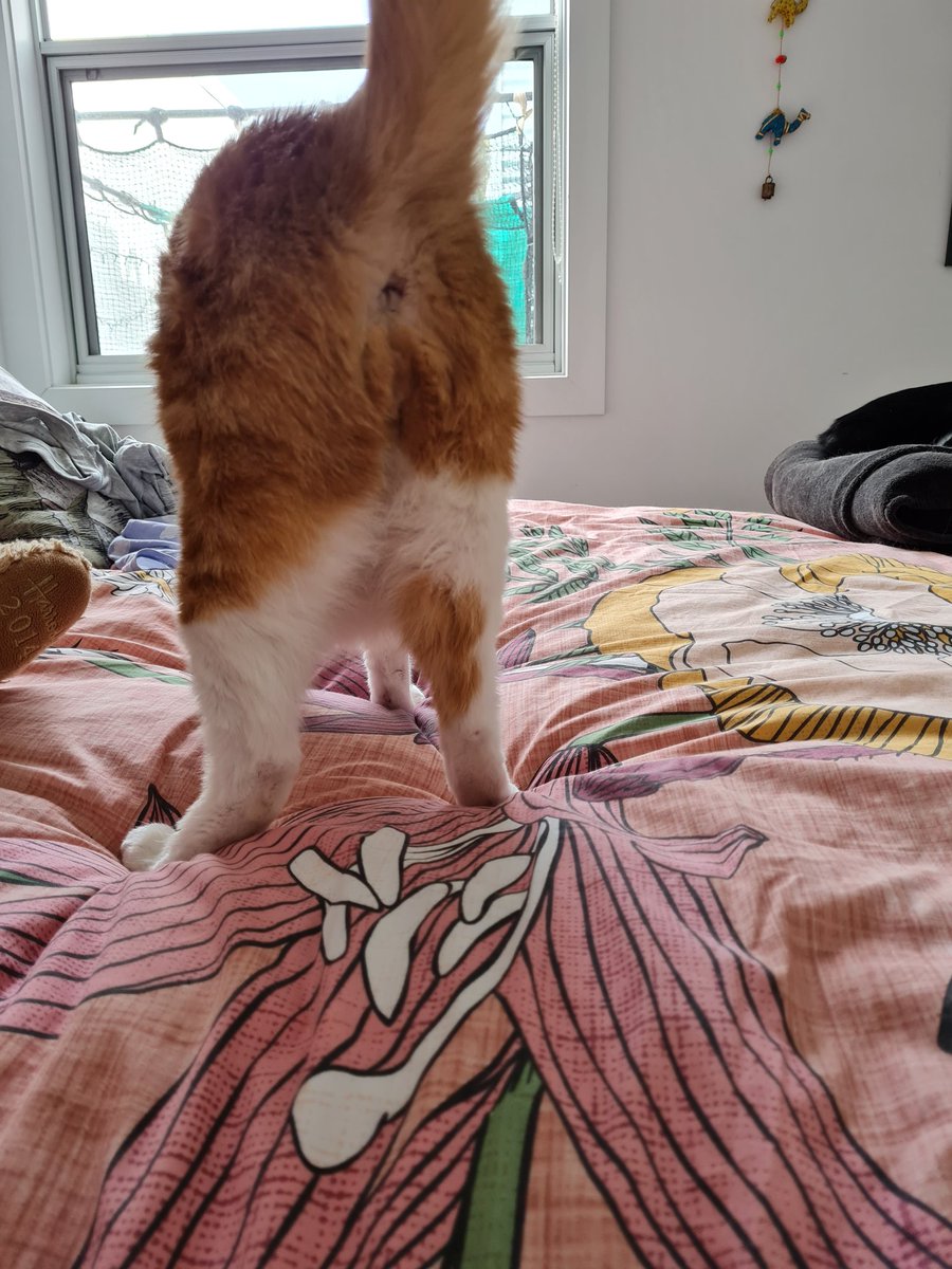 #pantaloonpurrsday look at my magnificent butt!