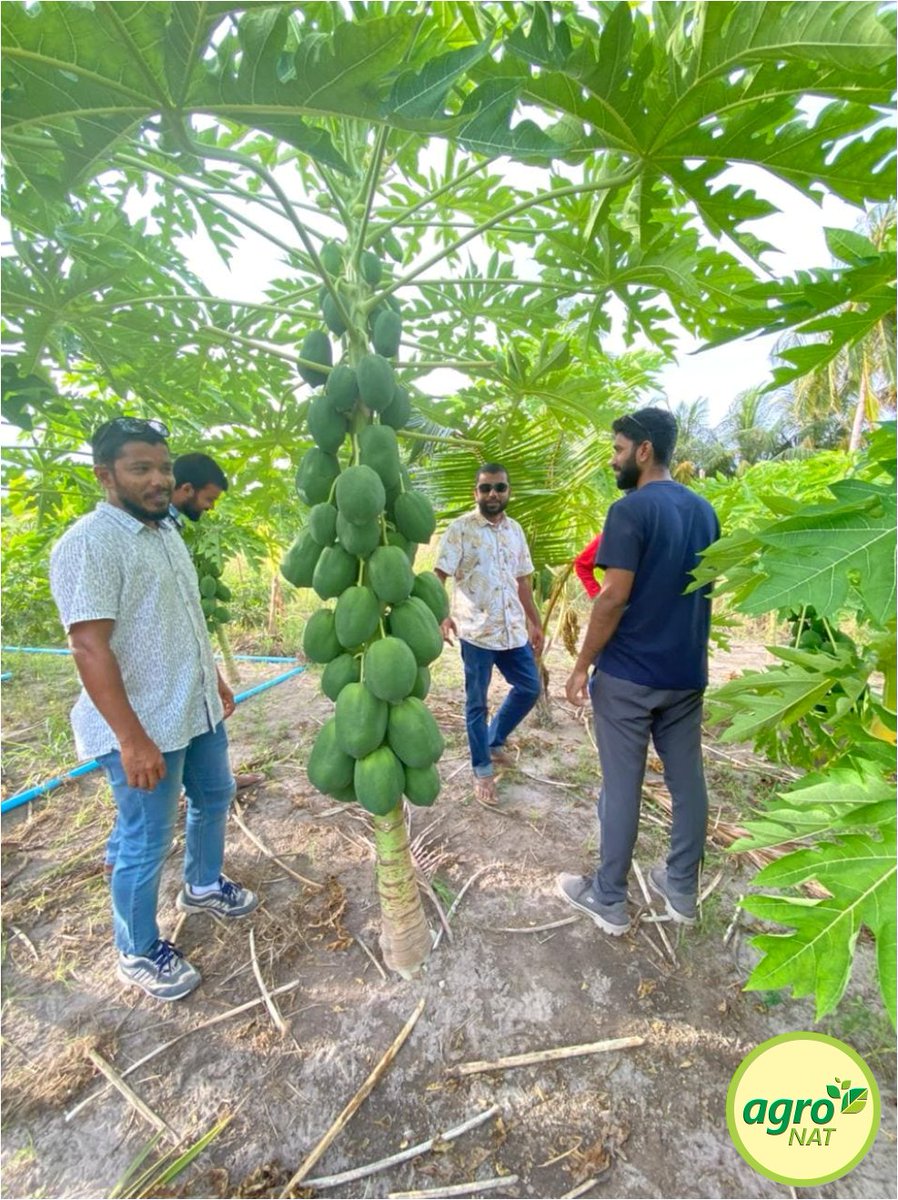 agronationalmv's tweet photo. އެގްރޯނެޓްގެ ލ. ގަމުގެ ދަނޑުވެރިޔާގެ މި ހިތްގައިމު ފަޅޯދަނޑު ފެނި އެގްރޮނޮމިސްޓް ވެސް ހައިރާންކޮށްލައިފިއެވެ.  އަދި ދާދި އަވަހަކަށް މި ފަޅޯދަނޑުން ވެސް ގިނަ ޢަދަދެއްގެ ފަޅޯ ބާޒާރަށް ނެރެވޭނެއެވެ. @HaroonRshdh @MoFMRAmv @MoEDmv @UNDPMaldives @faya_i https://t.co/9Qaf062rX1