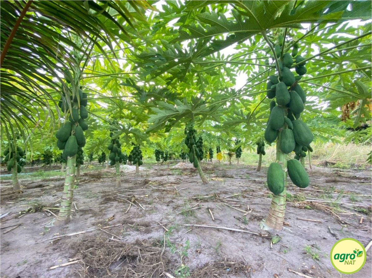 agronationalmv's tweet photo. އެގްރޯނެޓްގެ ލ. ގަމުގެ ދަނޑުވެރިޔާގެ މި ހިތްގައިމު ފަޅޯދަނޑު ފެނި އެގްރޮނޮމިސްޓް ވެސް ހައިރާންކޮށްލައިފިއެވެ.  އަދި ދާދި އަވަހަކަށް މި ފަޅޯދަނޑުން ވެސް ގިނަ ޢަދަދެއްގެ ފަޅޯ ބާޒާރަށް ނެރެވޭނެއެވެ. @HaroonRshdh @MoFMRAmv @MoEDmv @UNDPMaldives @faya_i https://t.co/9Qaf062rX1