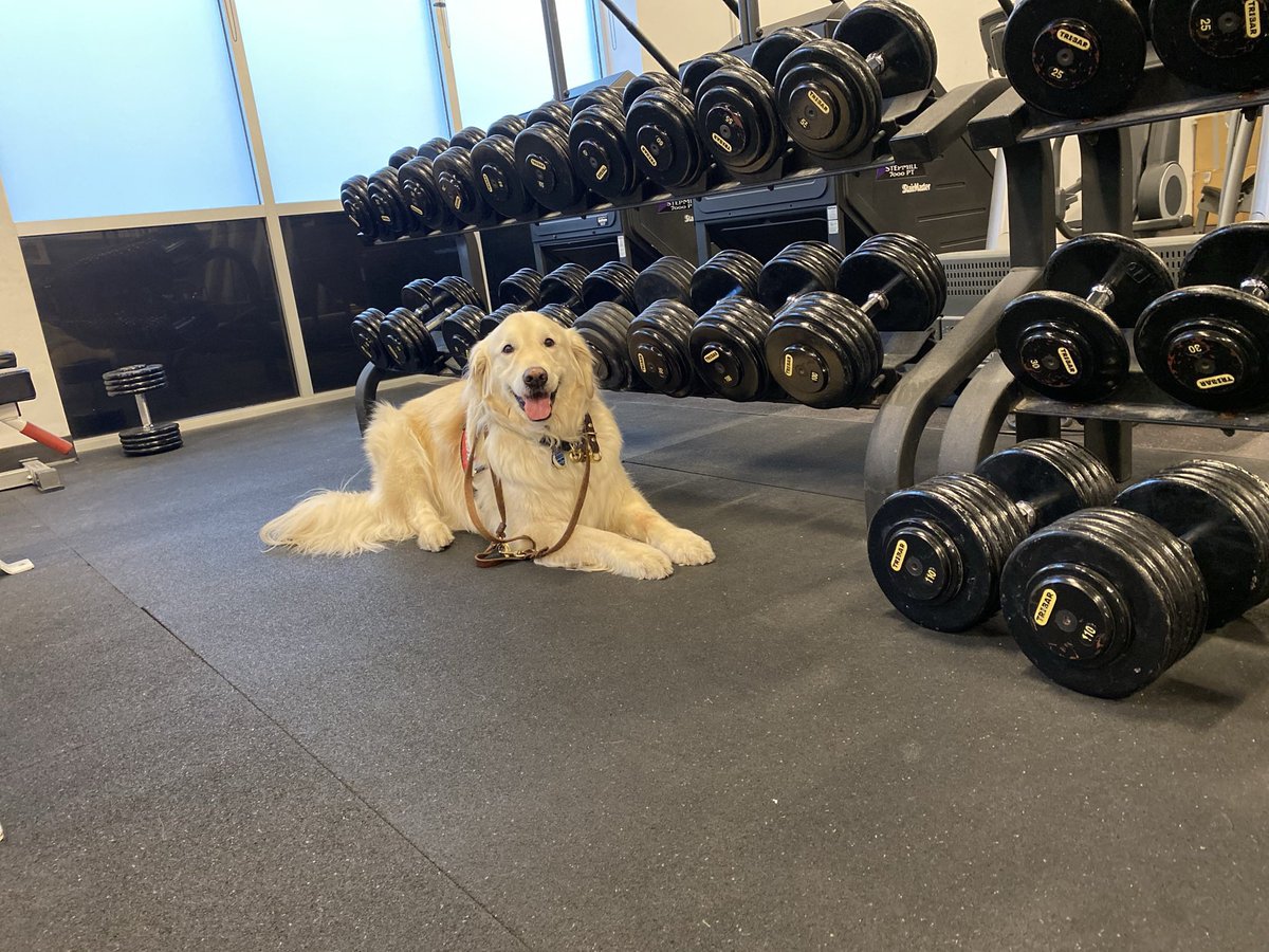 DogsWithRhymes's tweet photo. This is Sampson the Service Dog.
He helps his human stay calm and healthy at the gym!

If you want the perfect gym partner.
We think it could be him!
🤩💪🐶

#dogsoftwitter
@sampson_dog https://t.co/FucvqlkLY3