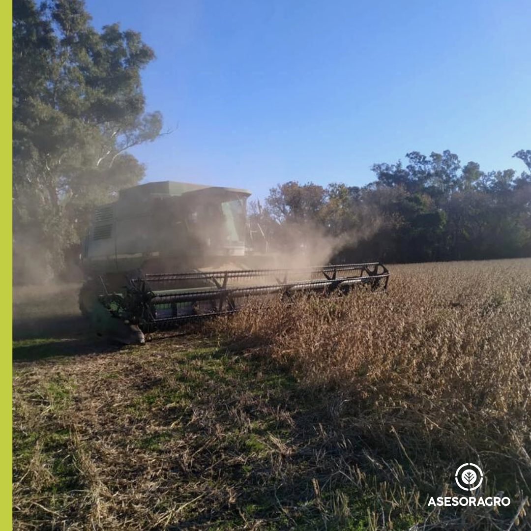 asesoragro9dj's tweet photo. Seguimos a paso firme cosechando la Soja de 1ra con excelentes rendimientos #DM46R18 y #DM40R21 📈
.
Algunos de los puntos clave de esta campaña fueron:
*Fertilización fosforada
*Densidades óptimas para cada ambiente
*Buenos controles de malezas resistentes https://t.co/BpAOwDUEOI