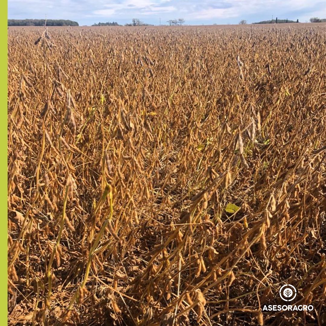 asesoragro9dj's tweet photo. Seguimos a paso firme cosechando la Soja de 1ra con excelentes rendimientos #DM46R18 y #DM40R21 📈
.
Algunos de los puntos clave de esta campaña fueron:
*Fertilización fosforada
*Densidades óptimas para cada ambiente
*Buenos controles de malezas resistentes https://t.co/BpAOwDUEOI