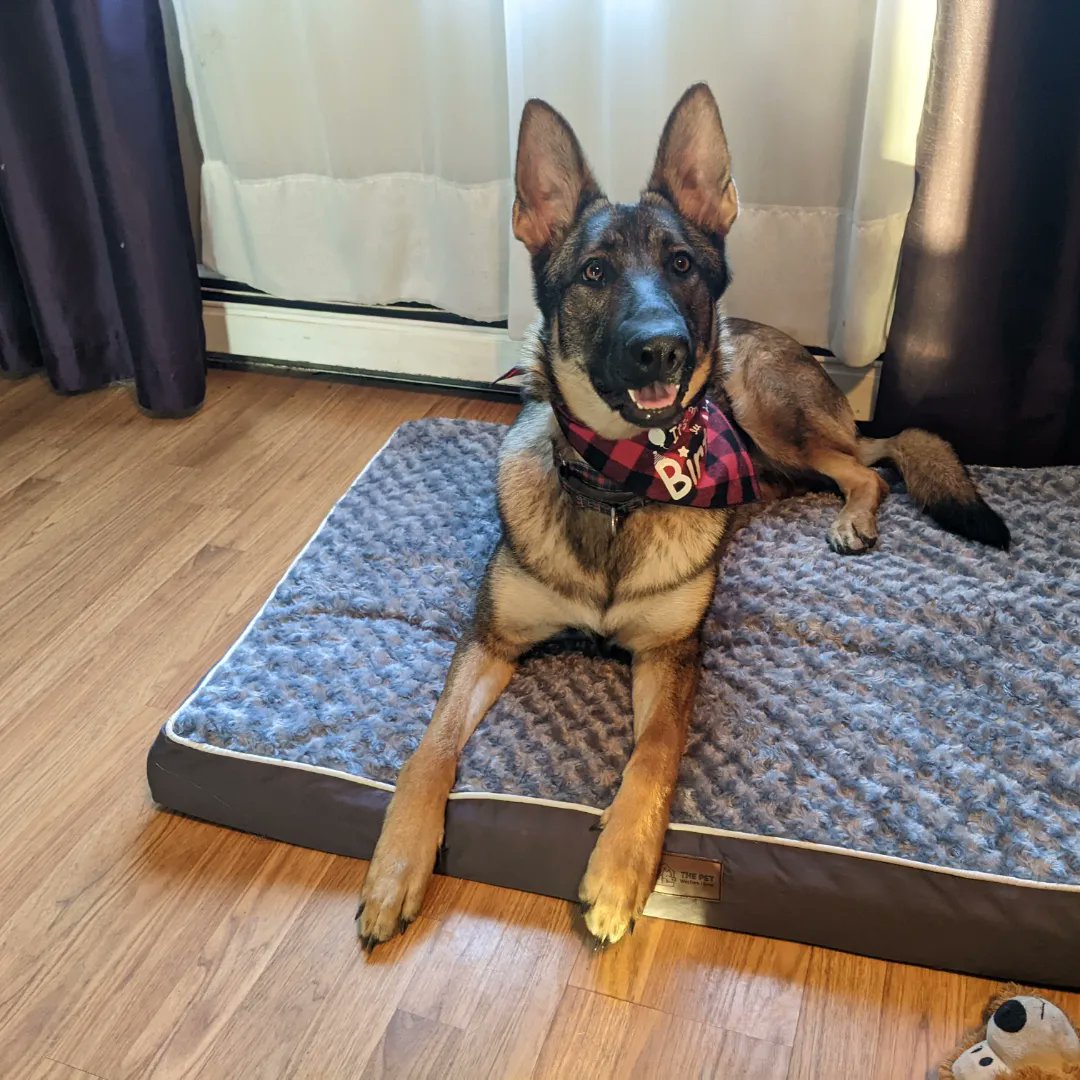 Hello, my name is Kona.  I was kicked out of daycare today because I can scale 6ft fences in a single bound.  My mum is so proud of me. 😳🐾