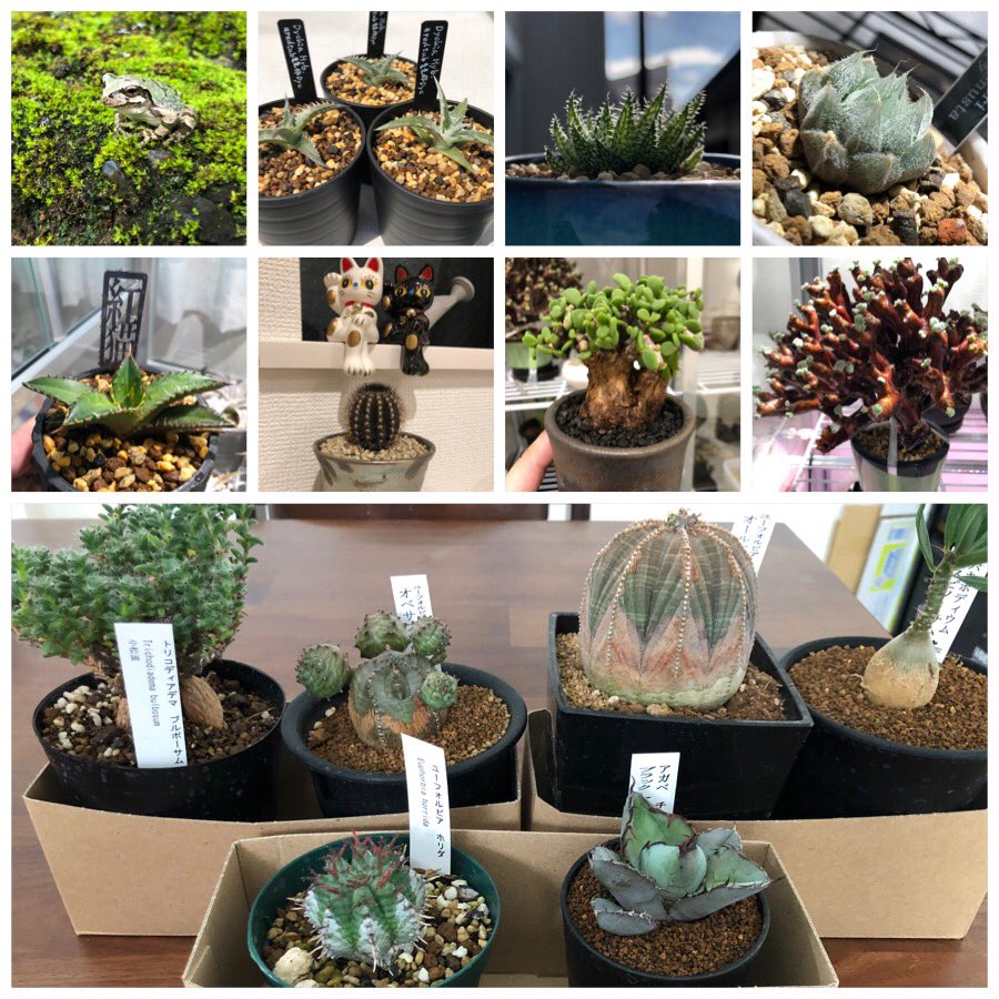 PlantsChain's tweet photo. 私のアカウント名について。呼び方は「もす」と呼んでくださいw 元々あだ名が「もす」で、植物アカウントなので「植もす」、植物仲間と繋がれるように「植もす連鎖」となっています。
今後ともよろしくです🙇🏻 https://t.co/oep3c9tXVM
