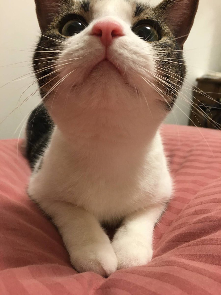 にゃんちゅ 特典付】ニャンちゅう | PLUM WebShop