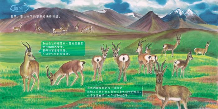 TibetNews11's tweet photo. #immagini della #fauna #protetta della #riserva #naturale di #Sanjiangyuan https://t.co/8h3Kfbzi02