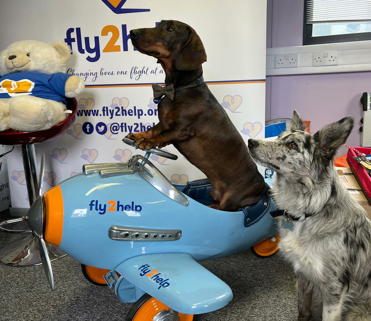 fly2help's tweet image. We have two new dogs at fly2help! Meet Captain Stanley and Captain Lily! :) 
Their humans sometimes work here 🐾
@DogsofInstagram #dogsfly #flydog #charity #aviationcharity #airsmiles #aimhigh #thursdayvibes #officework #FlyTogether #fly2help
