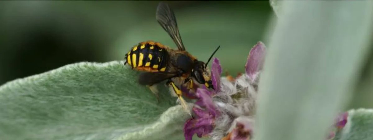 Mit dem warmen Wetter werden auch die #Wildbienen wieder aktiv. 🐝🐝🐝
<a href="/TiereWild/">StadtWildTiere</a> und <a href="/WNachbarn/">Wilde Nachbarn</a> haben mehrere Projekte lanciert, um das Vorkommen der Wildbienen im Siedlungsraum zu untersuchen. Willst du mitforschen?
➡️ bit.ly/3jA75GN