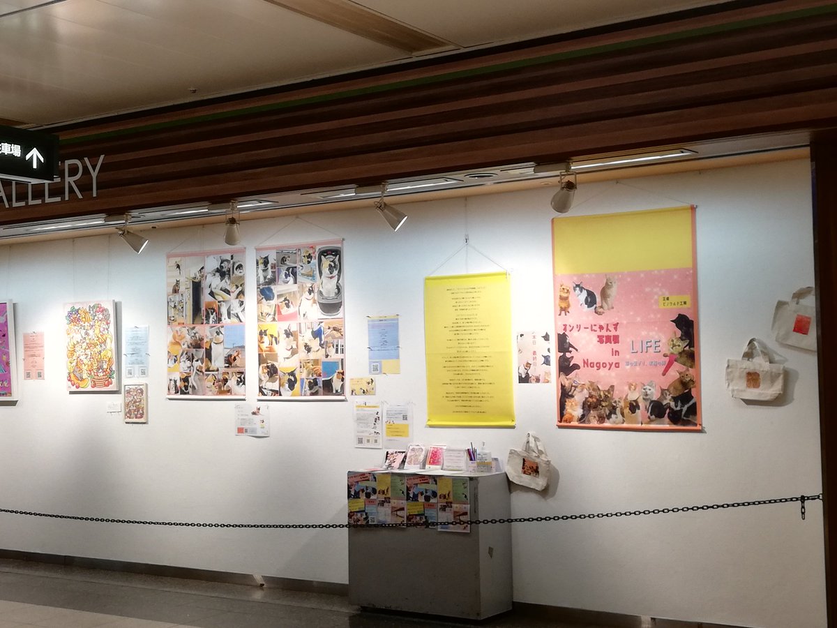 sabineko28's tweet photo. #オンリーにゃんず写真展
愛情いっぱいの写真たち。障害って聞くとかわいそうって思うかも知れないけど、違うよ、かわいいんだよ。 https://t.co/UheHne4eOd