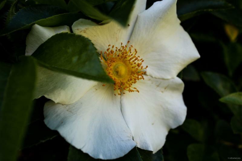 Gareth Lennox tweet media