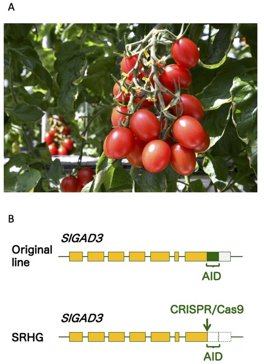 PCP_EIC's tweet photo. Advance Access🚅: Letter to the Editor
The World’s First CRISPR Tomato Launched to a Japanese Market: The Social-Economic Impact of its Implementation on Crop Genome Editing
https://t.co/hPPBQ1hqF4
Hiroshi Ezura🎉 https://t.co/0cX7AiQCko