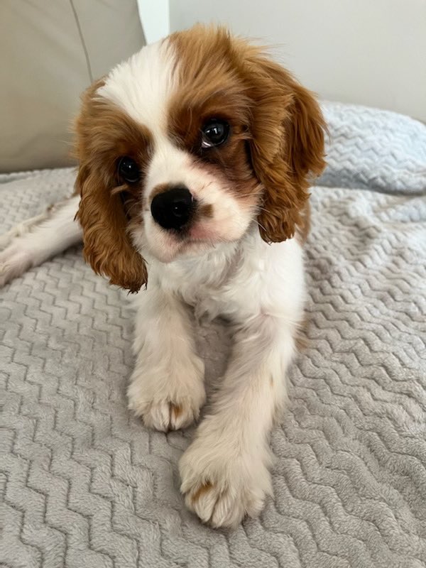 Our little man, is having surgery today. 6 months old and he is being desexed 
#dogsoftwitter #Cavaliers