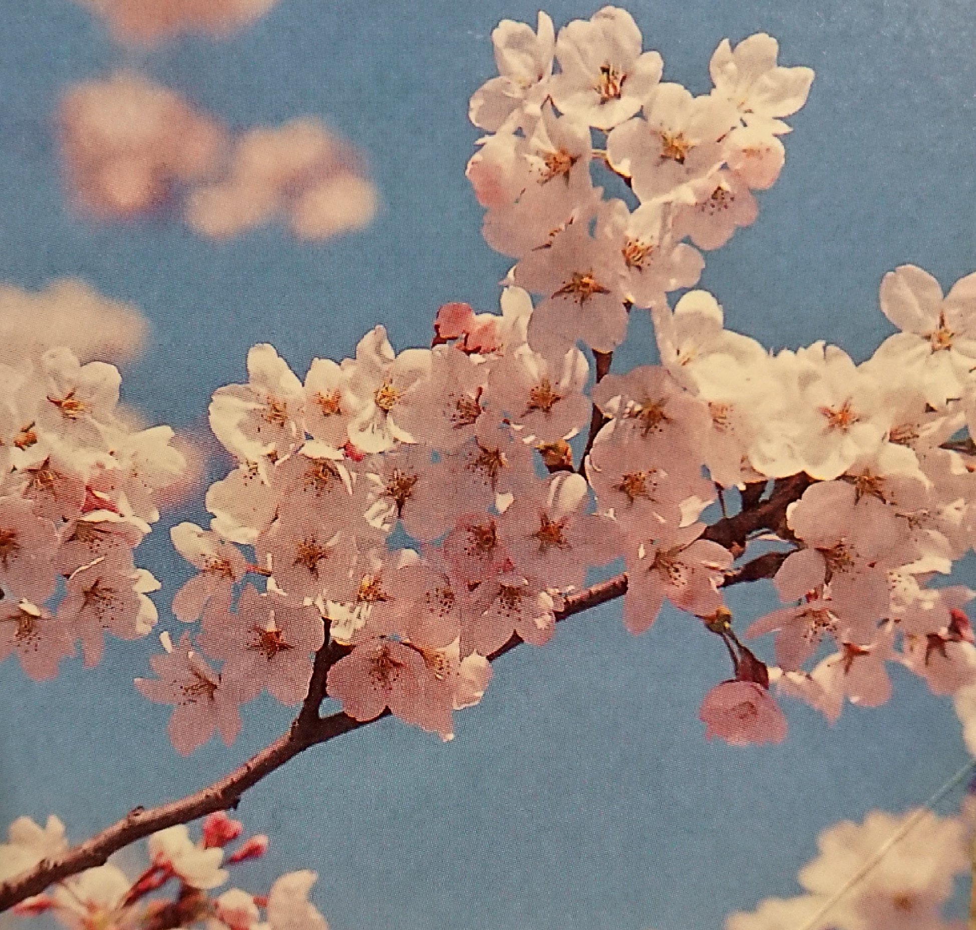 تويتر 4月13日の誕生花 البحث في تويتر