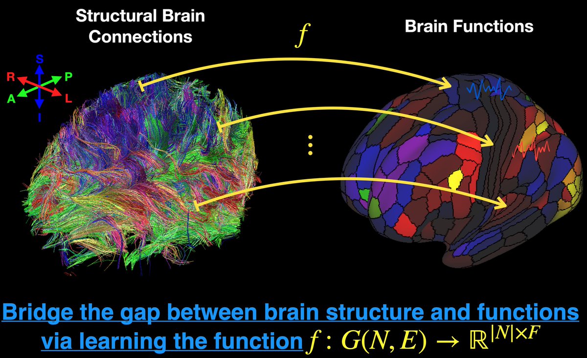 edwardshui's tweet photo. Just curious, would @DeepMind be interested in digging deeper into this problem of disentangling the relationship between brain structure and functions? #GNN #brain https://t.co/OFQfQzgQjv