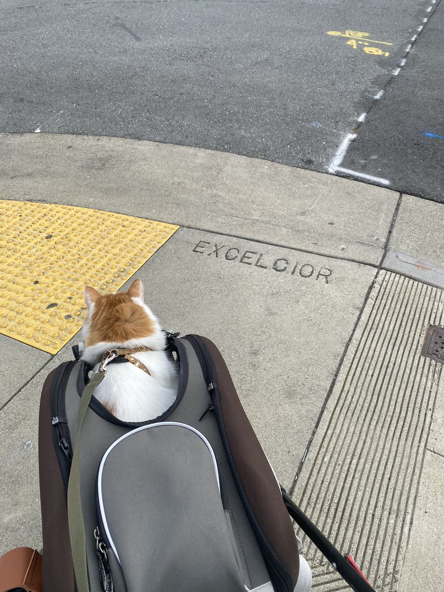 goat_of_cats's tweet photo. Spell check on aisle five
#catsofSF https://t.co/1VXdwworGr