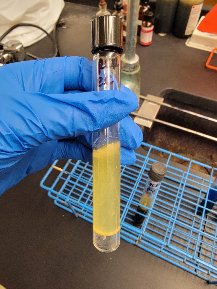 rachcharity's tweet photo. recent photos from lab! messing with bacteria is weirdly relaxing🧫🥼🧪 https://t.co/7SO0f8fdes