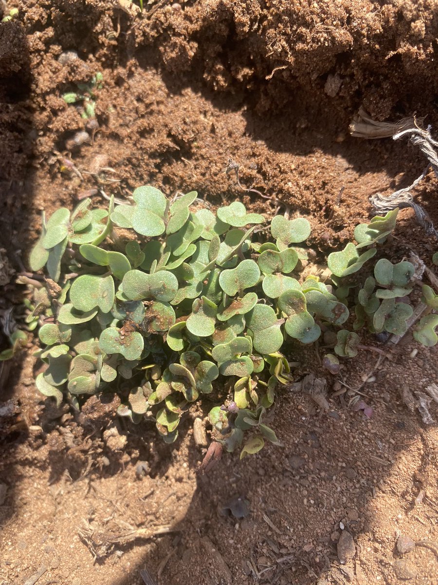 About 10% Canola Cotyledons are showing some bleaching from Reflex carryover. Some of the hogweed cotyledons are sowing symptoms, but I think we will get away with it this season. It’ll be interesting to see what the first leaves show. <a href="/zordsinhorsh/">Nick Zordan</a> <a href="/JamesConsi/">James Consi</a> <a href="/ArmyConcreting/">Paul Armstrong</a>