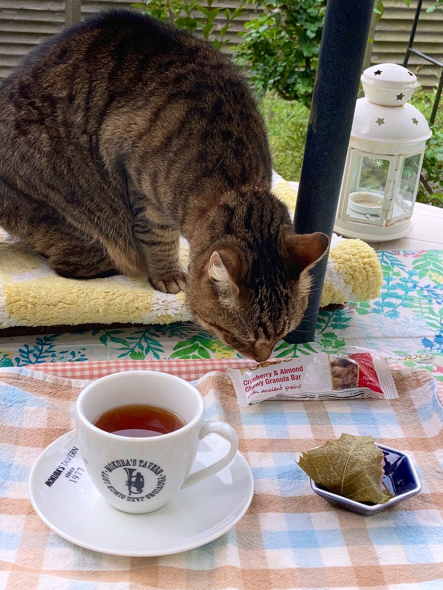 kaz6thlife's tweet photo. 【#cats on the table in the #garden&#sweetnuts&#life】
She is interesting in this #sweet #nut❣️
Apr.14th.Thurs.10:14 '22. https://t.co/WAiz4ORoEr