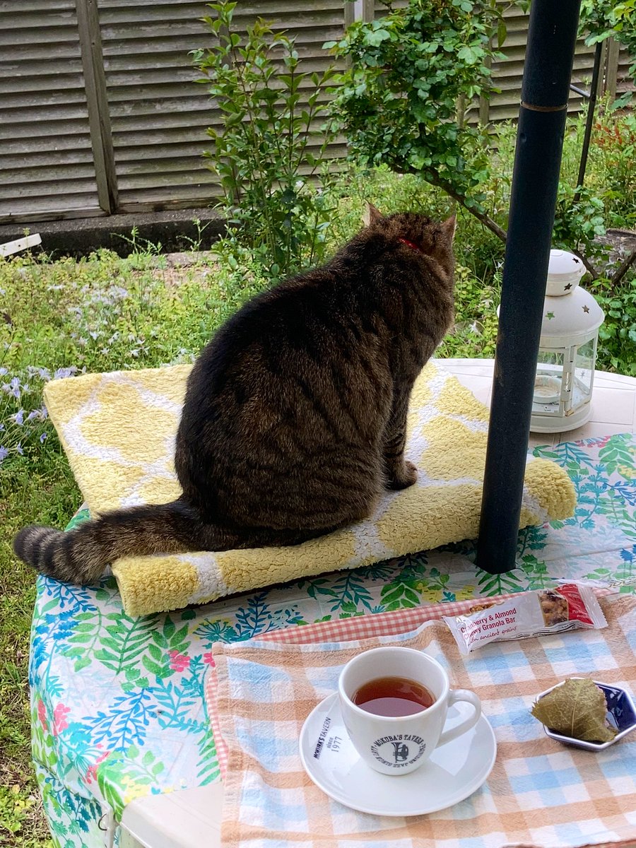 kaz6thlife's tweet photo. 【#cats on the table in the #garden&#sweetnuts&#life】
She is interesting in this #sweet #nut❣️
Apr.14th.Thurs.10:14 '22. https://t.co/WAiz4ORoEr