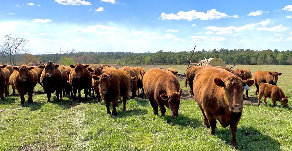 PrimariusReds's tweet image. Primarius Reds - Red Angus Girls at the farm in Georgia.