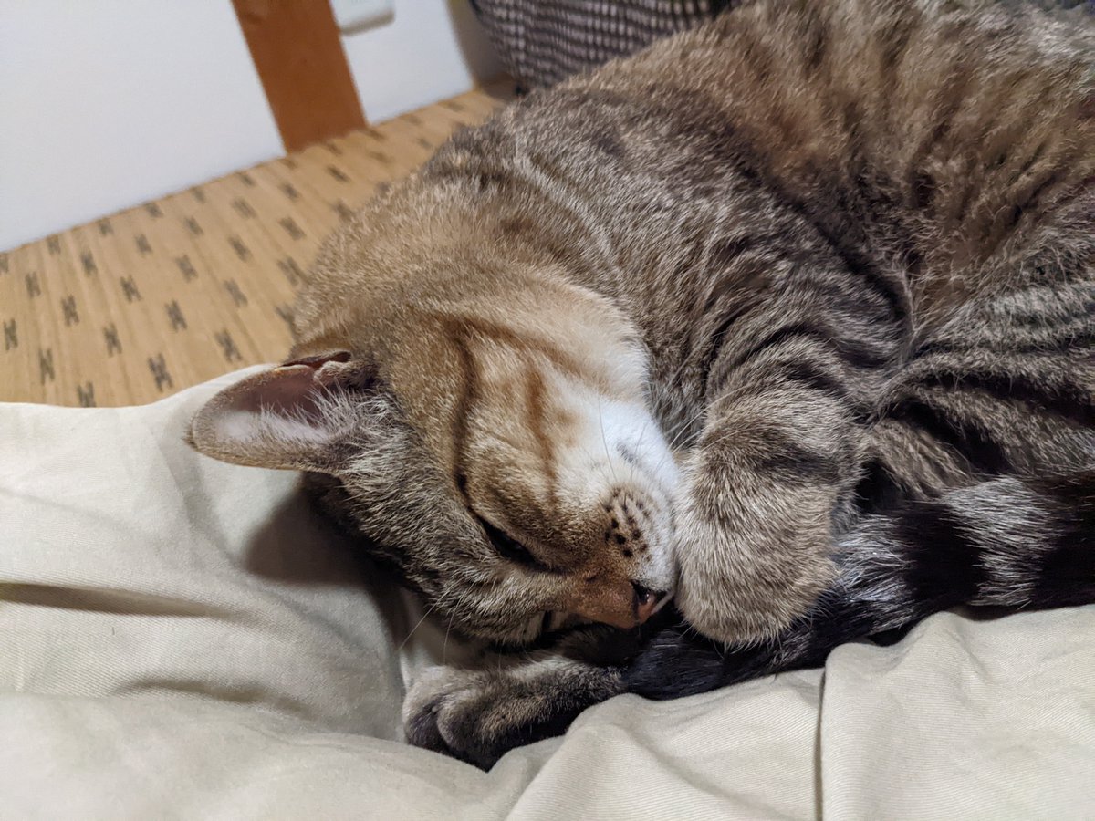 catteriaYs's tweet photo. はじめまして、じょーたろー（承太郎)と申します🐈

大阪市で保護しました。
狭い道なのに車通りが多く、屋根もないところで鳴いていました。

よく外でかわいがっていたのですが、私が岡山に移住するにあたって保護を決めました。

初心者なので、ベテランの方からアドバイスいただけると嬉しいです。 https://t.co/kNLrlwzqud
