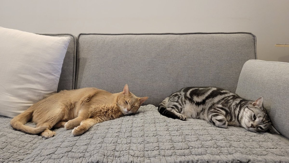 역시나 소파는 고양이의 차지가 되었다