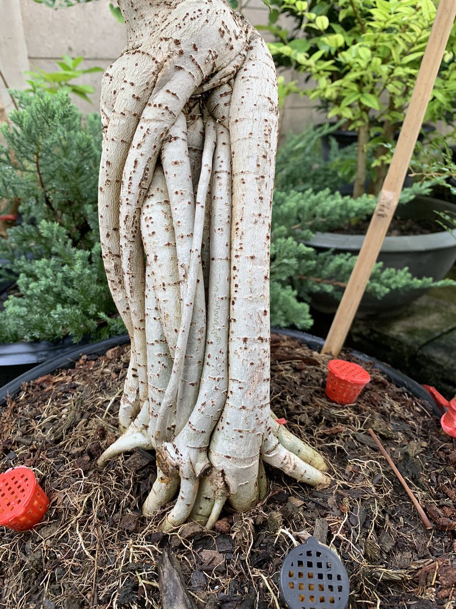 Ake Adenium (@akeviewfinder) on Twitter photo 