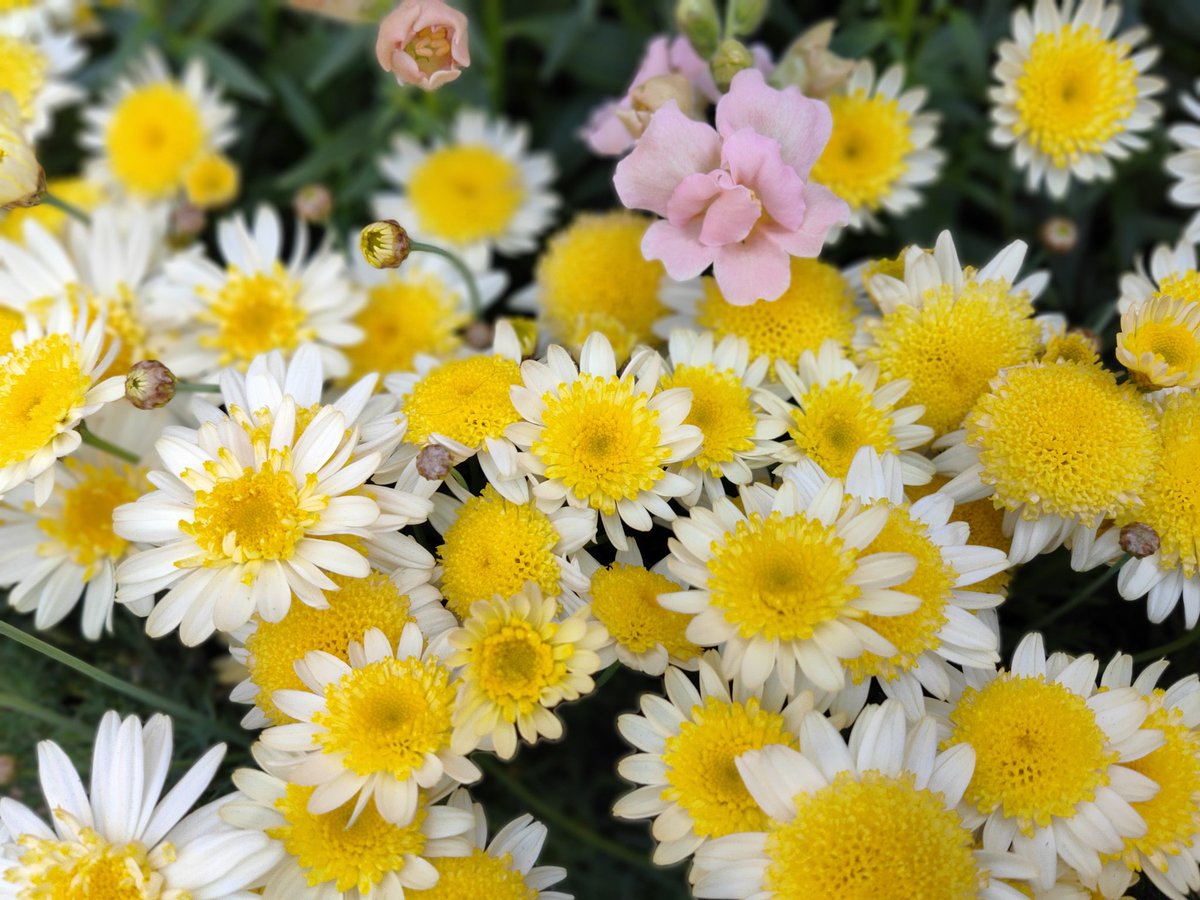 cinnamoroll1118's tweet photo. 春のお花が好き(*˘︶˘*).｡.:*♡
#OPPOカメラ部 https://t.co/0vWBWxXLh1