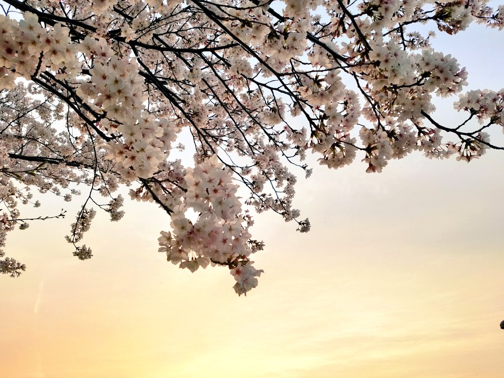 cinnamoroll1118's tweet photo. 春のお花が好き(*˘︶˘*).｡.:*♡
#OPPOカメラ部 https://t.co/0vWBWxXLh1