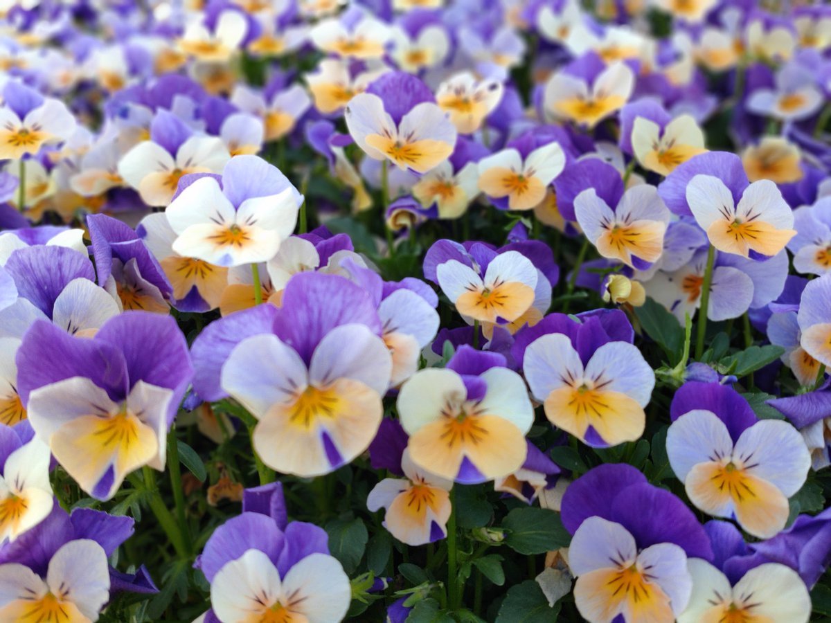 cinnamoroll1118's tweet photo. 春のお花が好き(*˘︶˘*).｡.:*♡
#OPPOカメラ部 https://t.co/0vWBWxXLh1