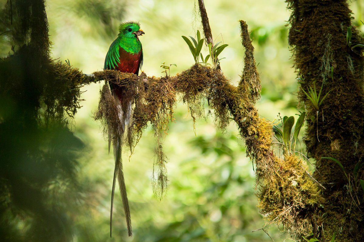 OnceNoticiasTV's tweet photo. 📸 #GALERÍA | En la antigüedad, el #quetzal era estimado porque estaba asociado a #Quetzalcóatl, de ahí el significado en náhuatl: “sagrado”.
Actualmente es considerada el ave más hermosa del mundo, se encuentra en peligro de extinción debido a la caza ilegal.

#OnceNoticias 🔻 https://t.co/8vHWEA3G8L