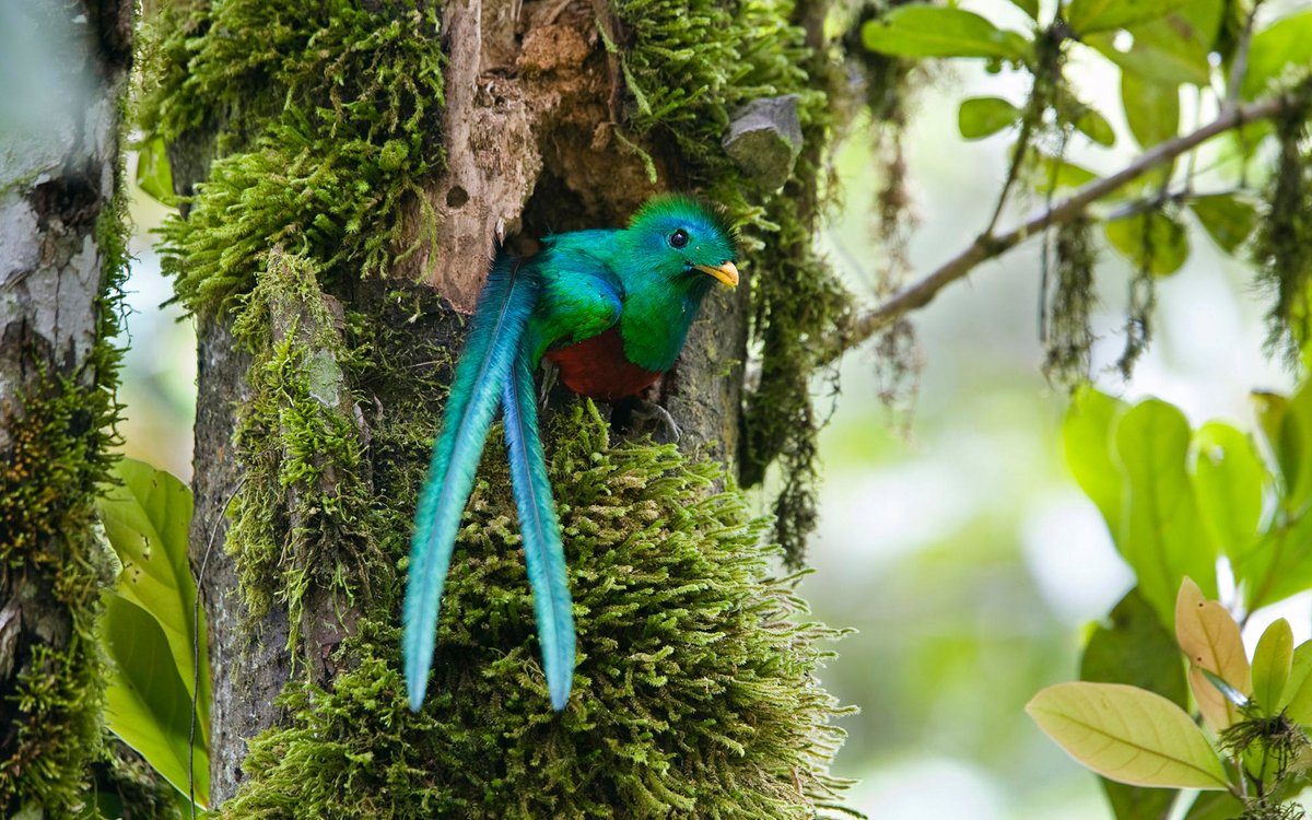 OnceNoticiasTV's tweet photo. 📸 #GALERÍA | En la antigüedad, el #quetzal era estimado porque estaba asociado a #Quetzalcóatl, de ahí el significado en náhuatl: “sagrado”.
Actualmente es considerada el ave más hermosa del mundo, se encuentra en peligro de extinción debido a la caza ilegal.

#OnceNoticias 🔻 https://t.co/8vHWEA3G8L