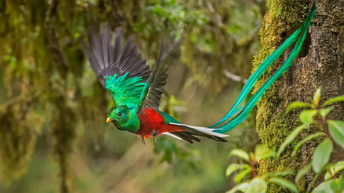 OnceNoticiasTV's tweet photo. 📸 #GALERÍA | En la antigüedad, el #quetzal era estimado porque estaba asociado a #Quetzalcóatl, de ahí el significado en náhuatl: “sagrado”.
Actualmente es considerada el ave más hermosa del mundo, se encuentra en peligro de extinción debido a la caza ilegal.

#OnceNoticias 🔻 https://t.co/8vHWEA3G8L