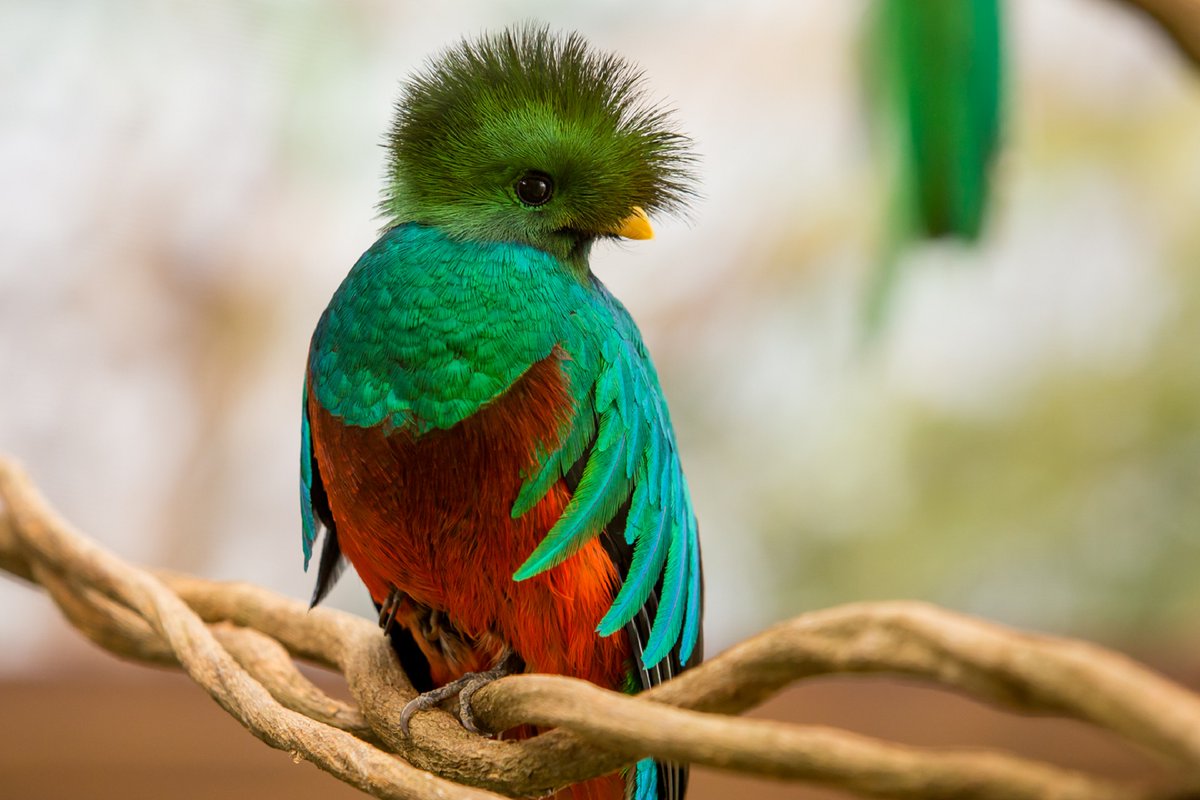 OnceNoticiasTV's tweet photo. 📸 #GALERÍA | En la antigüedad, el #quetzal era estimado porque estaba asociado a #Quetzalcóatl, de ahí el significado en náhuatl: “sagrado”.
Actualmente es considerada el ave más hermosa del mundo, se encuentra en peligro de extinción debido a la caza ilegal.

#OnceNoticias 🔻 https://t.co/8vHWEA3G8L