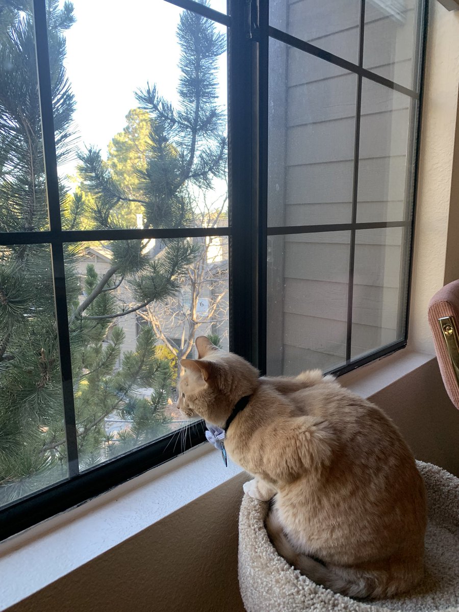 sibby_snickers's tweet photo. Oh to see what he sees 🧐🐀 https://t.co/Lc1lxZusjt