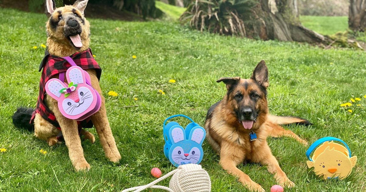 RavenoxUSA's tweet image. Blitzen isn't the only one excited for Easter! We are bringing our customers some special deals this weekend. Join our mailing list to be the first to hear about them! #easter #ravenox #rope #artsandcrafts #diy

bit.ly/2THT5xW