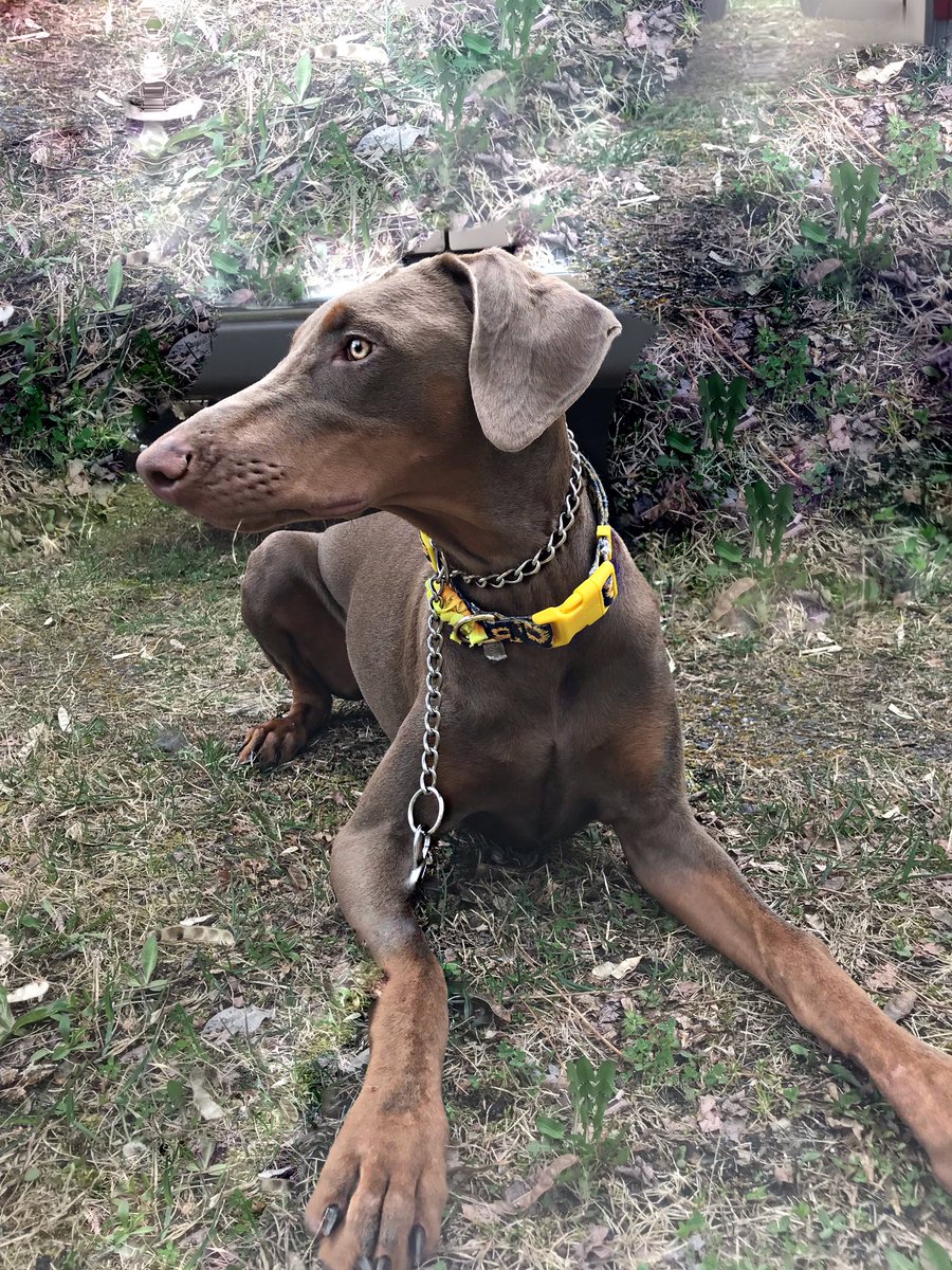 Flexxx_Appeal's tweet photo. 6 months! #dogsoftwitter #lula #talula #doberman #landshark 🦈 https://t.co/KQs36f9ZW7