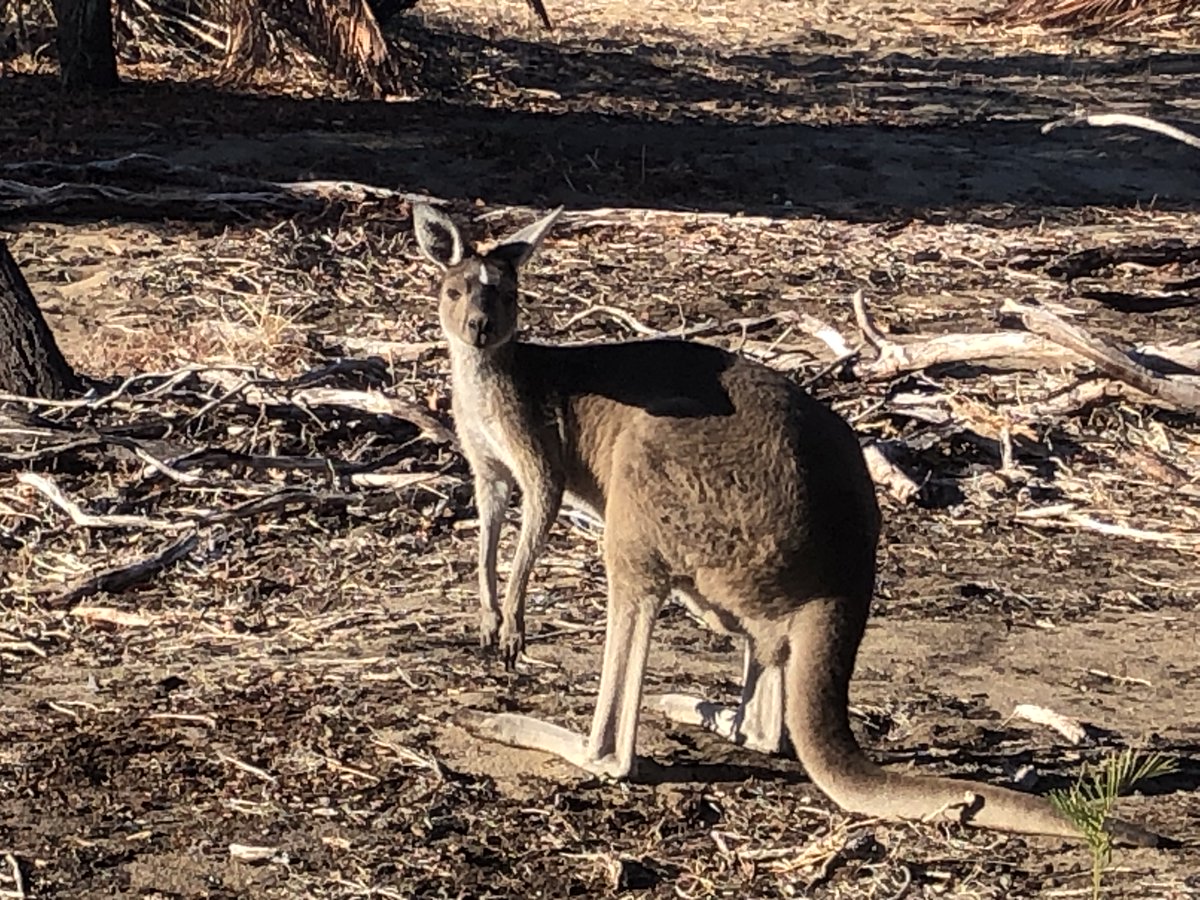 What an amazing walk in my suburb - almost every day I see some of these camouflaged locals #kangaroo