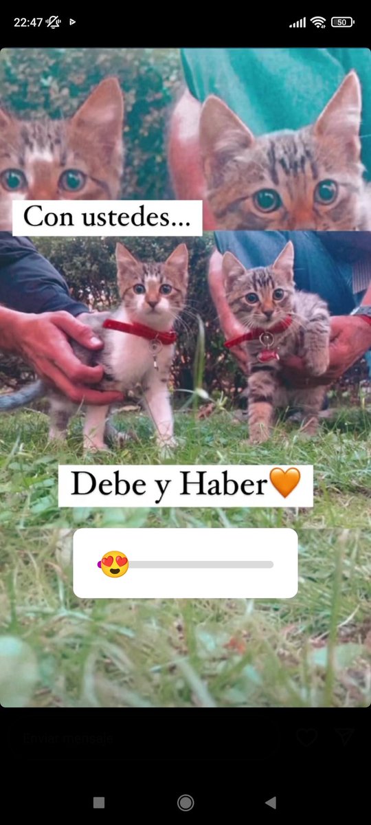 Mi facultad hizo una encuesta para ver como se llamaban los dos gatos nuevos, el resultado...