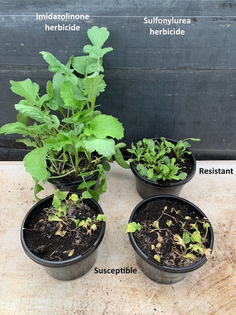 Peter Boutsalis tweet media