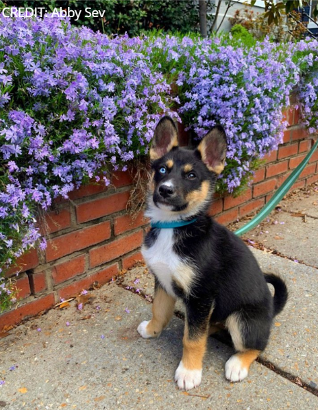 HELP | 2 owners say their dogs were stolen from them at gunpoint while outside in DC this afternoon. Police the same people were behind the robberies of French bulldog Bruno and Australian Shepard puppy Pablo. 

READ MORE: wusa9.com/article/news/c…